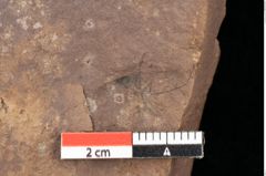 Foto (Detailansicht) von Cathaya sp. (NHMW-GEO-2024-0188-0317)